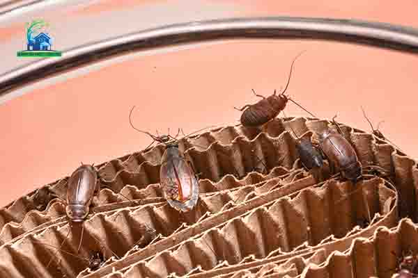 cockroaches control