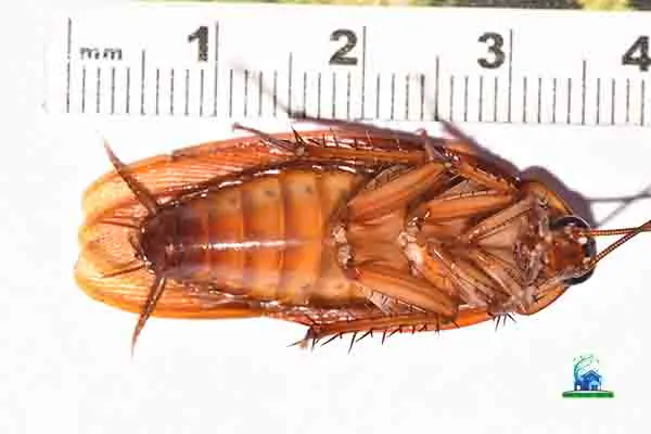 cockroaches control