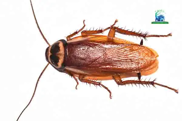 cockroaches control