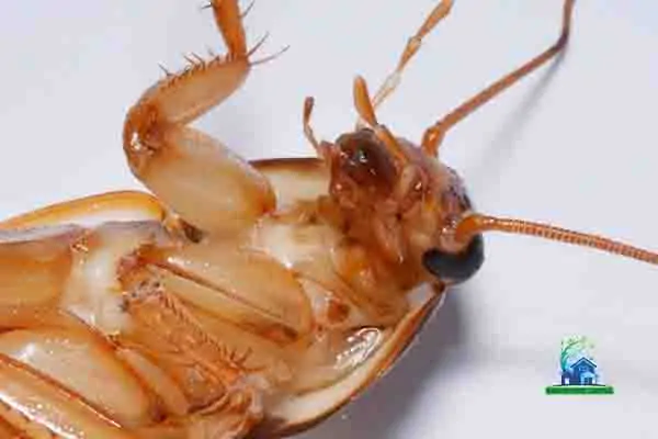 cockroaches control