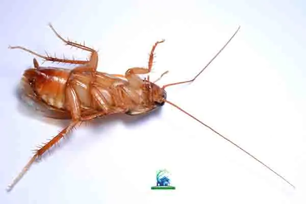 cockroaches control