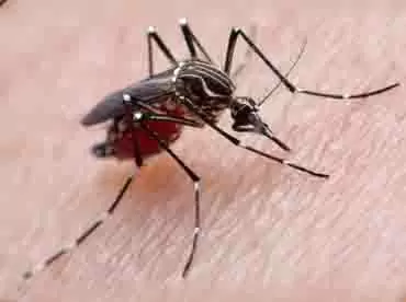 dengue and chikungunya