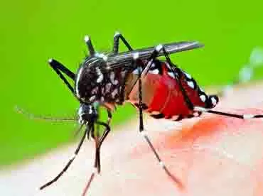 dengue and chikungunya