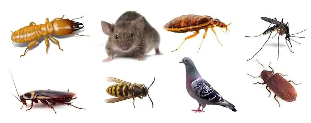 general pest control