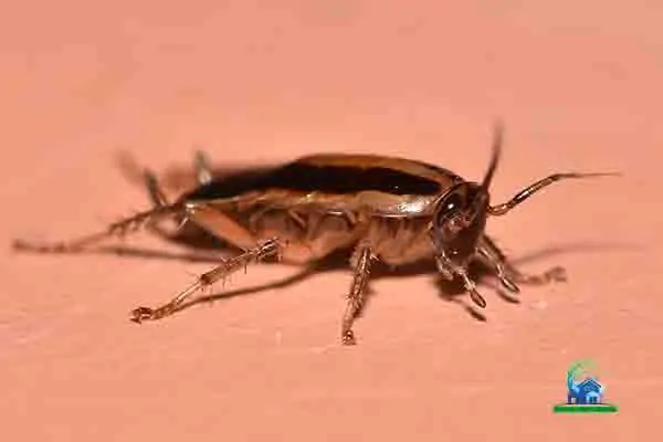 cockroaches control